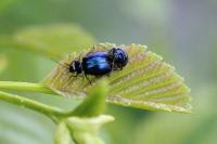 Agelastica alni