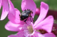 Mononychus punctumalbum