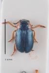 Smaragdina affinis