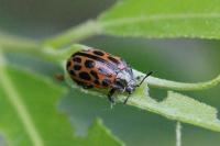 Chrysomela vigintipunctata