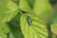 Oedemera nobilis