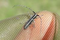 Agapanthia cardui