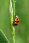 Adalia decempunctata