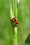 Adalia decempunctata