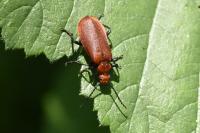Pyrochroa serraticornis