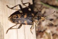 Rhagium sycophanta