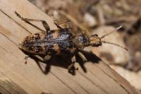 Rhagium sycophanta