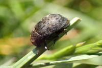 Byrrhus pilula