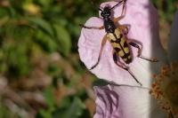 Rutpela maculata