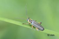 Cantharis nigricans