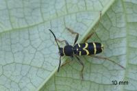 Clytus arietis