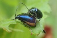 Agelastica alni
