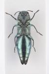 Agrilus viridis