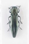 Agrilus viridis