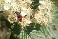 Trichodes apiarius