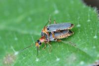 Cantharis lateralis