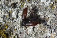 Attagenus pellio