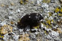 Attagenus pellio