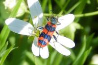 Trichodes apiarius