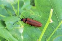 Denticollis rubens