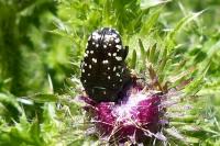 Oxythyrea funesta