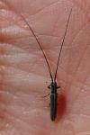 Calamobius filum