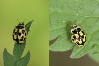 Propylea quatuordecimpunctata