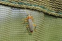 Cantharis lateralis