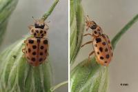 Anisosticta novemdecimpunctata