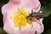 Stenocorus meridianus