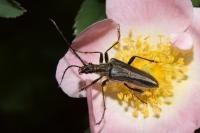Stenocorus meridianus