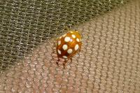 Vibidia duodecimguttata