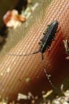 Agapanthia cardui