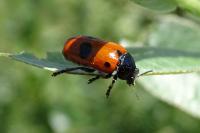 Clytra laeviuscula