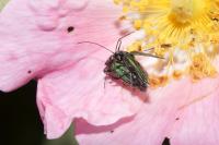 Oedemera nobilis