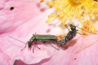 Oedemera nobilis
