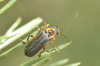 Cantharis nigricans