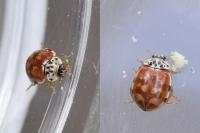 Harmonia quadripunctata