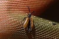 Drilus flavescens
