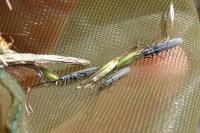 Calamobius filum