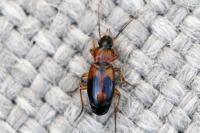 Badister bullatus