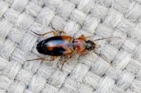 Badister bullatus