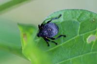 Mononychus punctumalbum