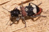 Clerus mutillarius