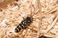 Plagionotus arcuatus
