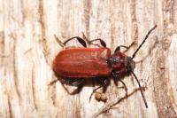 Pyrrhidium sanguineum