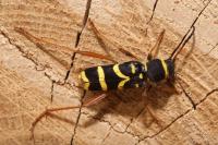Clytus arietis