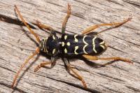 Plagionotus arcuatus