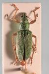 Polydrusus formosus