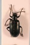 Oulema gallaeciana